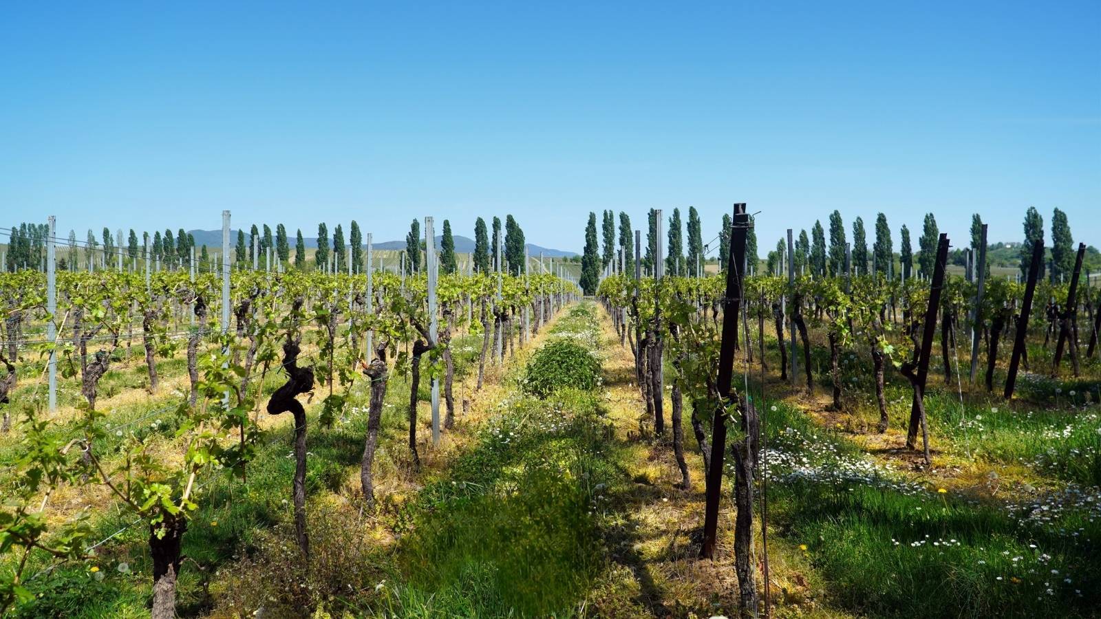 vignoble-medoc